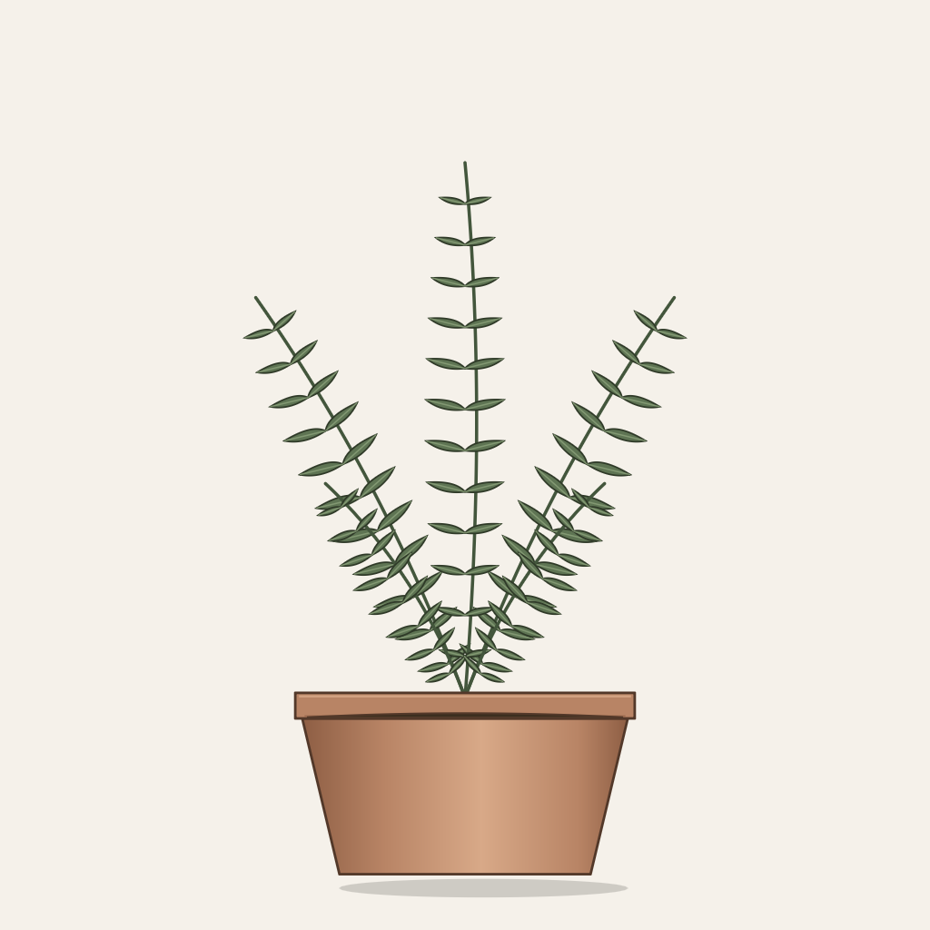 Parlor palm, Chamaedorea elegans