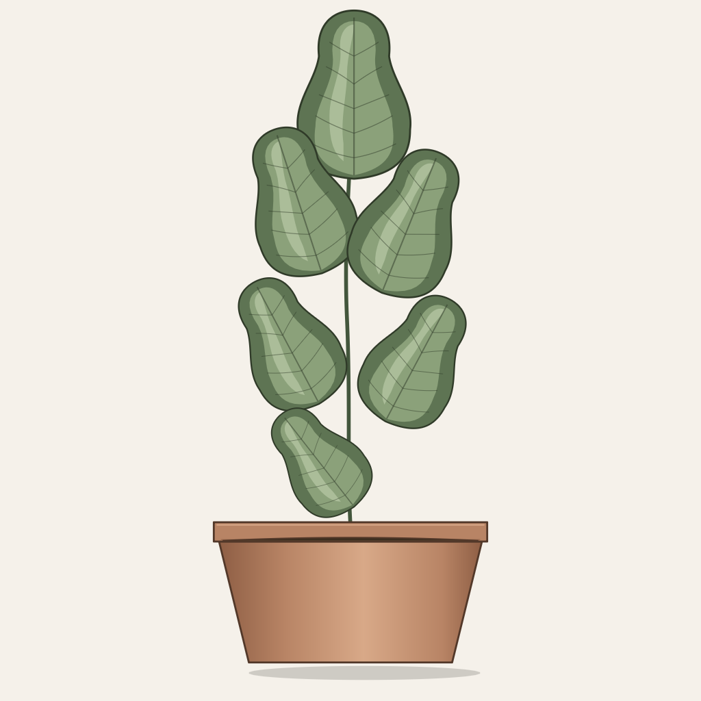 Fiddle-leaf fig, Ficus lyrata