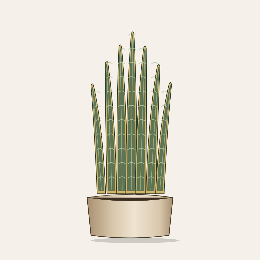Snake plant, Sansevieria trifasciata