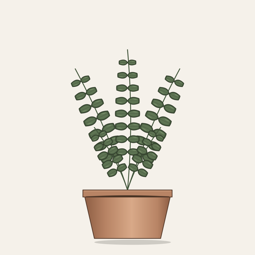 ZZ plant, Zamioculcas zamiifolia